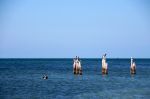 Pelicans