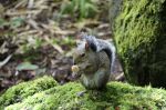 JapanGardenChipmunk