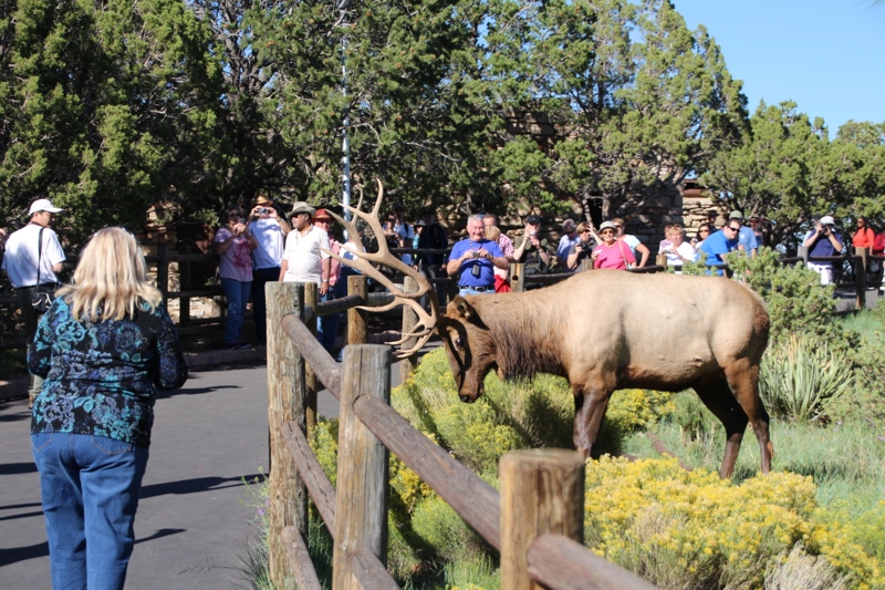 Wildlife at Grand Canyon