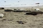 Seals1