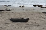 Seals2