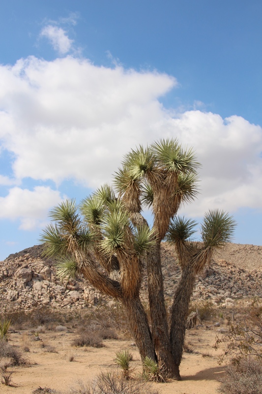 Joshua Tree