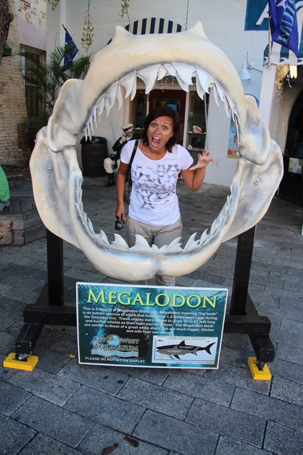 SharkAttack.jpg