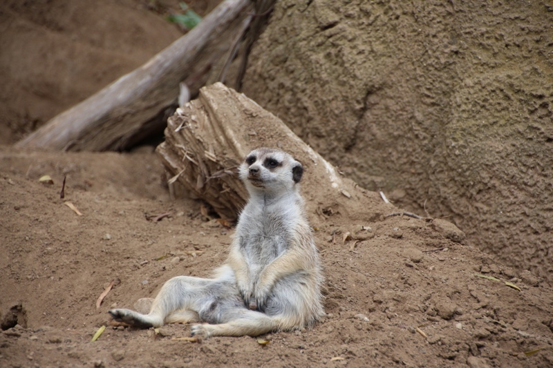 Erdmännchen im San Diego Zoo