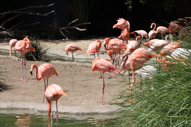 Pelikane im San Diego Zoo