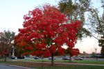 AutumnTree